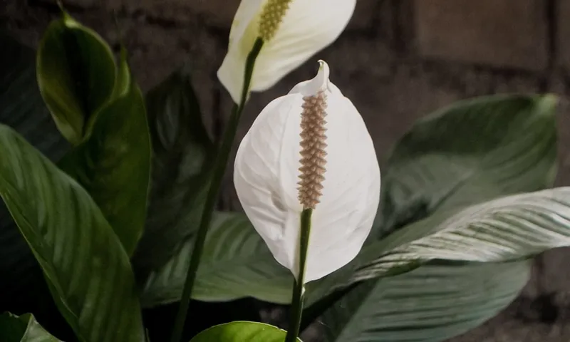 Raised garden bed filled with growing vegetables and herbs